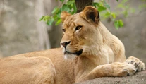 Levica zabila v zoo leva, s ktorým mala tri mláďatá. Pre vedcov je to záhada