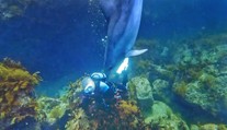 VIDEO: Úrady v Japonsku varujú pred agresívnymi delfínmi. Dieťaťu museli po útoku zašiť ranu 30 stehmi
