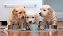 Psov bez čipov veterinár už po novom neošetrí