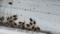 Sú ich plné balkóny. Košičanov trápi neviditeľný škodca, zvláštny druh bzdochy