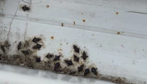Sú ich plné balkóny. Košičanov trápi neviditeľný škodca, zvláštny druh bzdochy