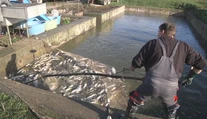 Štedrá večera môže skončiť aj bez kapra. Rýb bude na Vianoce menej a budú aj drahšie