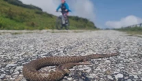 Pri vzájomnom strete sa zľakne viac ako človek. Jediný jedovatý had Slovenska dopláca na svoju povesť