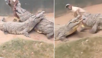 VIDEO: Gigantického predátora naštartoval nesprávny pohyb. Šou vo výbehu s krokodílmi sa zmenila na drámu