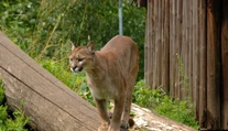 Na bežca v lese zaútočila puma. Zabil ju holými rukami