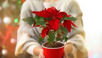 Obľúbená vianočná ruža: Starajte sa o ňu správne, aby vydržala čo najdlhšie
