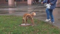 Psy chcú naučiť na pisoáre. Močom ničia výsadbu a poškodzujú steny