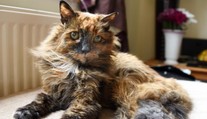 Zomrela najstaršia mačka sveta. Oficiálny titul získať nestihla