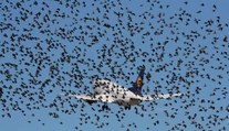 Banalita, ktorá môže viesť ku katastrofe. Čo sa stane, keď do lietadla narazí vták?