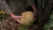 VIDEO: Muž z Liberca našiel vzácnu hubu. Kuchári ju považujú za veľkú delikatesu