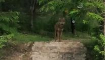 V Tatranskej Polianke buďte opatrní. Ľudia sa tam stretli s vlkom