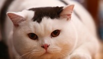 Prekvapivé zistenie o mačkách. Aktivita, ktorú obľubujú najmä psy, im vôbec nie je cudzia