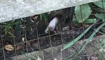 VIDEO: Had zaútočil na králika. Jeho matka mu to nedarovala