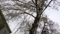 Alergici začali tento rok trpieť podstatne skôr, ako býva zvykom. Zisťovali sme, prečo