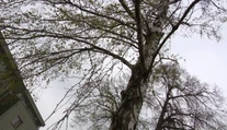 Alergici začali tento rok trpieť podstatne skôr, ako býva zvykom. Zisťovali sme, prečo