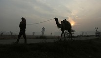 Na žiadosť domorodcov v Južnej Austrálii zastrelia tisícky tiav