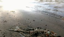 Katastrofálna bilancia extrémnych horúčav: V Kanade sa „uvarila" vyše miliarda živočíchov