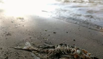 Katastrofálna bilancia extrémnych horúčav: V Kanade sa „uvarila" vyše miliarda živočíchov