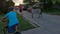 Na piešťanské sídlisko zavítal exotický návštevník. Diega museli uspať a odovzdať majiteľovi