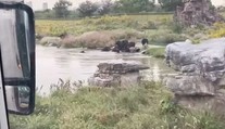 Medvede brutálne zaútočili na zamestnanca zoo parku. Sledovali to zhrození turisti
