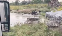 Medvede brutálne zaútočili na zamestnanca zoo parku. Sledovali to zhrození turisti