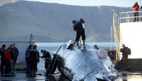 Island pokračuje v krutom love veľrýb. Počas tohtoročnej sezóny ich môžu zabiť až 128