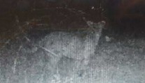 Pri Pukanci vraj zachytila fotopasca veľkú mačkovitú šelmu. Je to podvrh?!