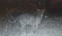 Pri Pukanci vraj zachytila fotopasca veľkú mačkovitú šelmu. Je to podvrh?!