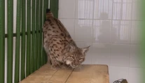 Vyčerpaný a podvyživený, v chorvátskych lesoch našli rysa, zotavuje sa v bojnickej ZOO