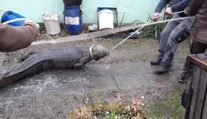 Českých hasičov vyslali k požiaru domčeka. Čakal tam na nich krokodíl