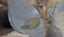 Vedci objavili fosíliu dávneho predátora, ktorý tvarom tela pripomína vesmírnu loď