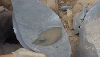 Vedci objavili fosíliu dávneho predátora, ktorý tvarom tela pripomína vesmírnu loď