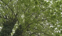 V Zborove rastie unikátna lipa. Ako jediná z aleje prežila boje prvej svetovej vojny