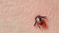 Hrozba v podobe kliešťa. Použiť pri vyberaní masť či olej je chyba