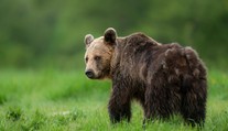 Pri Košiciach spozorovali medveďa. Lesníci radia, ako sa v lese správať
