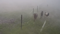 VIDEO: Silu búrky v Závadke ukazujú zábery z jazdeckej školy
