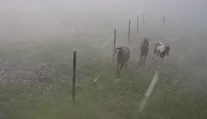 VIDEO: Silu búrky v Závadke ukazujú zábery z jazdeckej školy