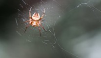 Máte strach z pavúkov? Je niekoľko spôsobov, ako im zabrániť, aby sa vracali do vášho obydlia
