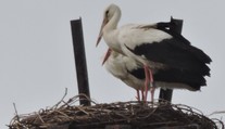 Príbeh lásky v podobe bocianov sa skončil tragicky. Samec zhorel na elektrickom stožiari