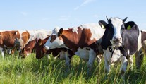 Chcú znížiť emisie metánu. Pomôcť by mohla zmena kravskej stravy