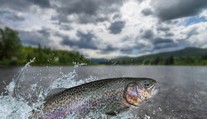 Prekvapujúce zistenie českých vedcov: Pstruhy môžu byť závislé na pervitíne, ktorý preniká do riek