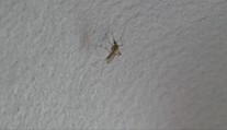 Ľudí na juhozápadnom Slovensku čoraz viac trápia komáre. Po záplavách ich počet prudko rastie