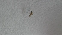Ľudí na juhozápadnom Slovensku čoraz viac trápia komáre. Po záplavách ich počet prudko rastie