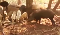 Brutálna pomsta divých svíň!? Stádo roztrhalo pytóna, ktorý zožral malé prasiatko
