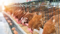 Veterinári preverujú farmy na Slovensku: Hľadajú nebezpečný pesticíd