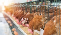 Veterinári preverujú farmy na Slovensku: Hľadajú nebezpečný pesticíd