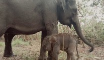 V Indonézii sa narodilo mláďa kriticky ohrozeného slona. Druh je na pokraji vyhynutia