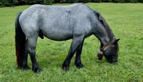 Sťahovanie definitívne nebude. Kone zostávajú v Muránskej planine
