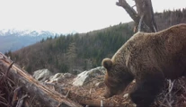 Štátna ochrana prírody vo videu radí, čo robiť pri strete s medveďom. Odborníci to vidia inak