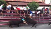 VIDEO: Zábery len pre silné povahy. Dvojica býkov doslova rozniesla muža